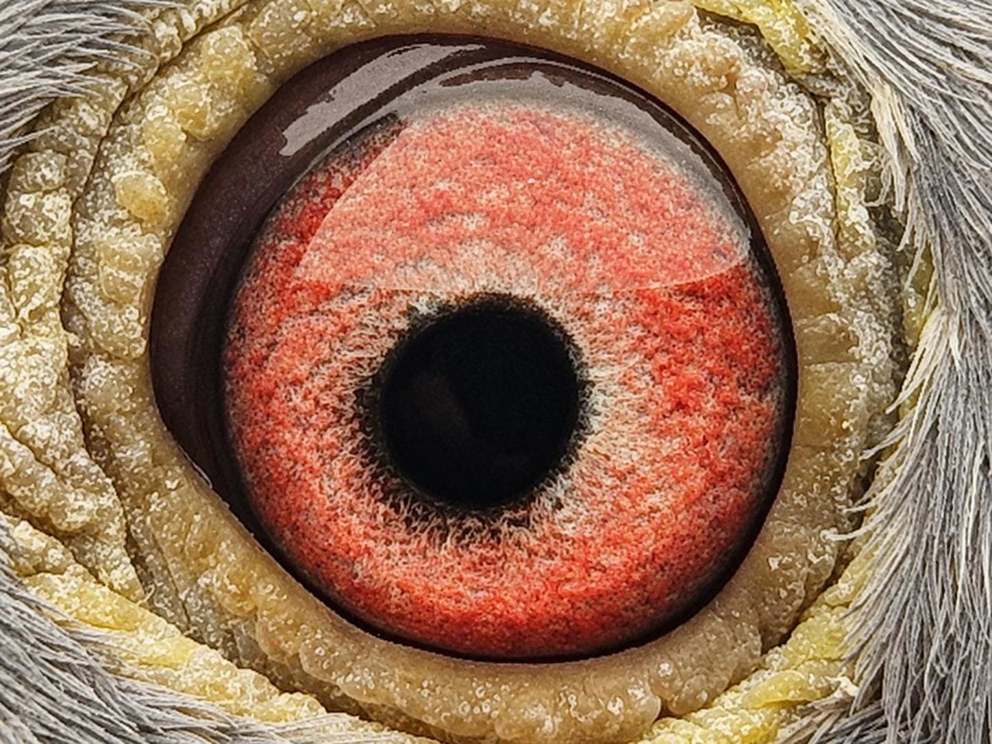 Pigeon eye
